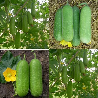 Hạt giống bí đao Long Hoàng Gia (Thiên Long Bảo 2)