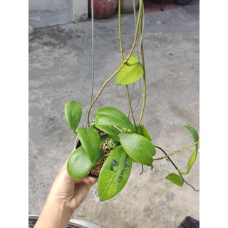 Cẩm cù Mindorensis Red hoa đỏ tuyệt đẹp