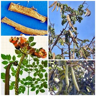 Vỏ cây nục nác TƯƠI