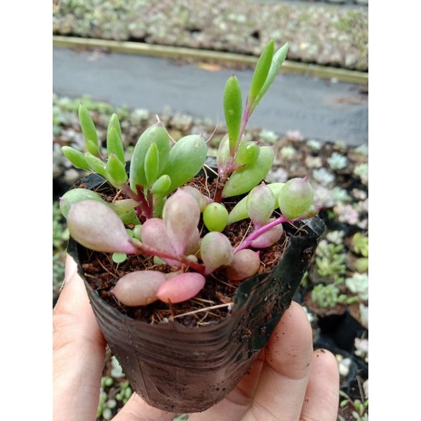 [ LIMITED ] MỘT CHIẾC SEN SEDUM PURPLE BUBBLE ( BONG BÓNG TÍM MỘNG MER 🤷 ) size mini 8x8 cm