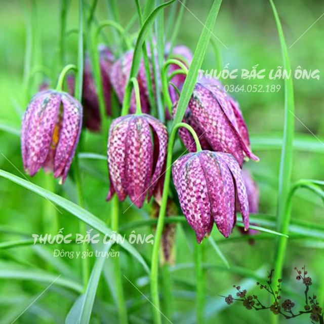 Thổ Bối Mẫu 1kg
