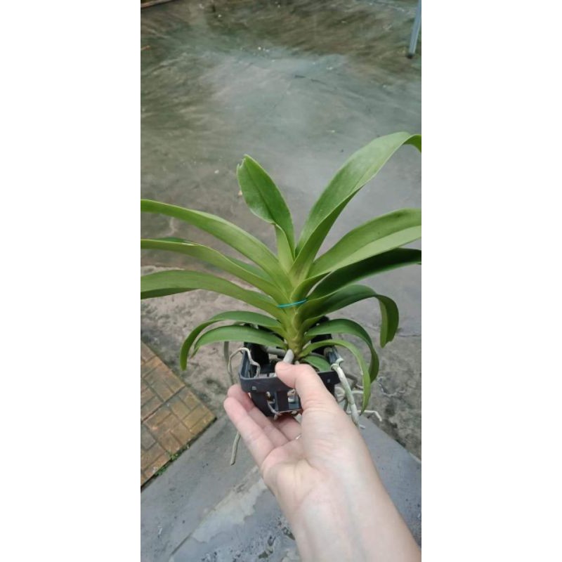 Ngọc điểm lai hoa tím cây trưởng thành sắp hoa