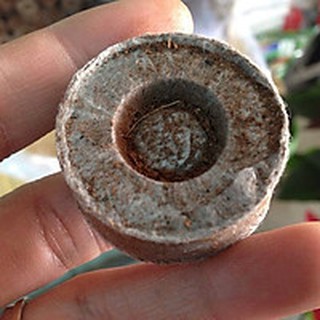 Viên nén xơ dừa ươm hạt giống
