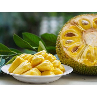 Cây giống Mít Nghệ Tứ Quý [ Cây ghép, cho trái sớm 18 tháng thu hoạch ]
