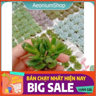 Sen đá ống điếu size mini, xuất xứ đà lạt, lỗi 1 đổi 1 💪