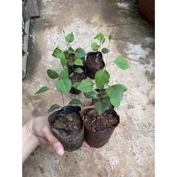 CÂY GIỐNG LÁ GIANG CHUẨN