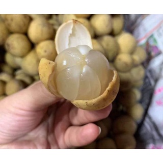 CÂY GIỐNG BÒN BON DÂU DA
