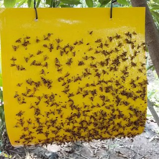 Miếng Bẫy Ruồi Vàng, Côn Trùng Bảo Vệ Cây (10 Miếng)