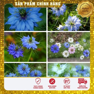Hạt Giống Hoa Bảo Thạch Ba Tư ( 100 hạt)