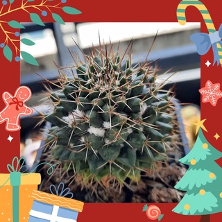 Xương rồng Sầu riêng - Mammillaria erythra (4.1cm - 7.5cm) (Vườn xương rồng EXOTICACTUS)