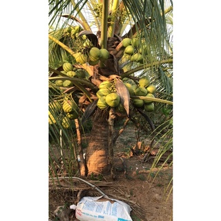 Dừa sáp Trà Vinh loại 2