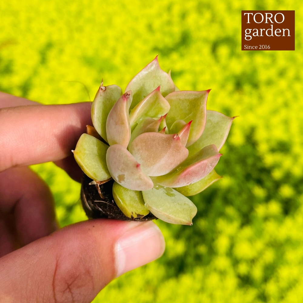 Sen đá đế vương xám Đà Lạt size mini cây cảnh trang trí nhà cửa Toro garden