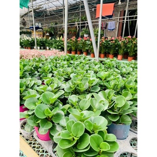 Châu cây trường sinh để bàn