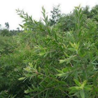 DẦU TRÀM THIÊN AN
