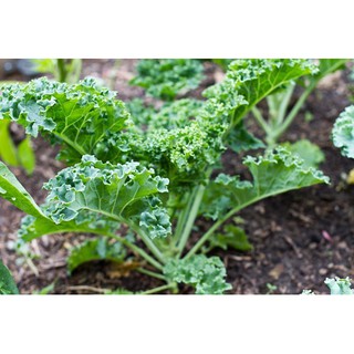 5Gram Hạt Giống Cải Xoăn ( Cải Kale )