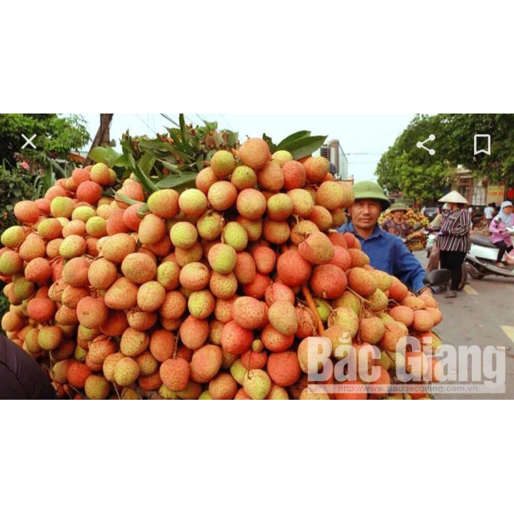 Vải thiều tươi TRỨNG TRẮNG THANH HÀ thượng hạng - 1kg -hàng loại 1 ngon ngọt | BigBuy360 - bigbuy360.vn