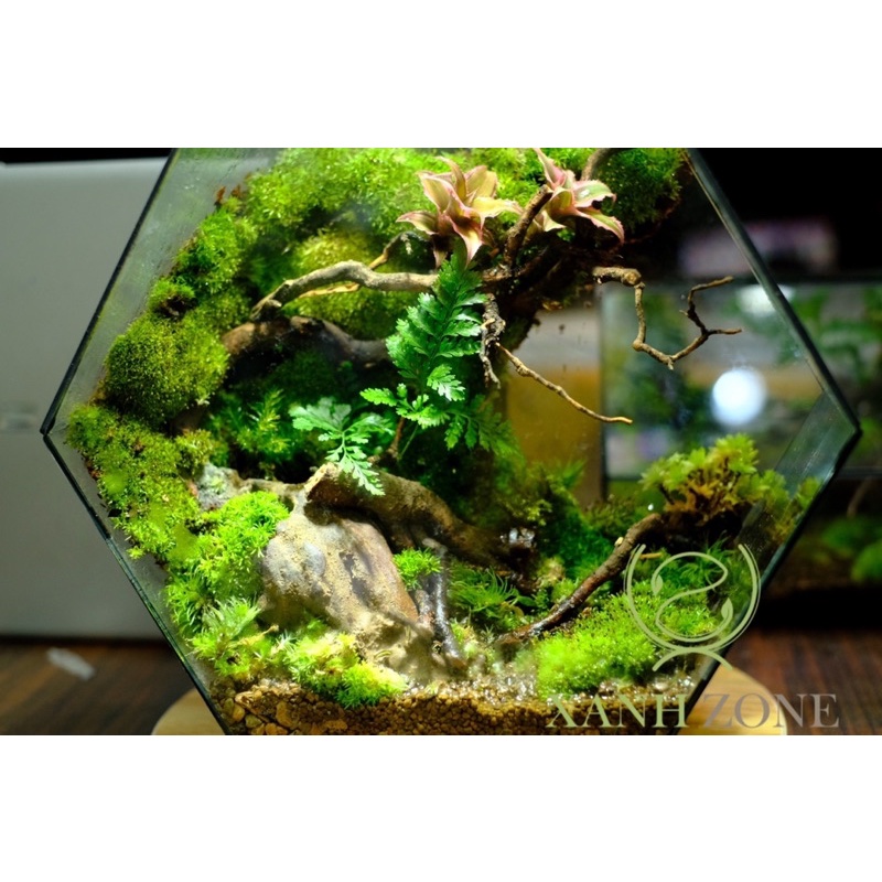 Rêu đầu trắng, rêu đầu bạc, rêu terrarium, làm tường rêu, rêu xanh