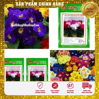 Hạt Giống Hoa Anh Thảo Châu Âu(50 hạt)