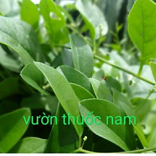 Lá sương sâm trơn tươi vườn nhà oganic