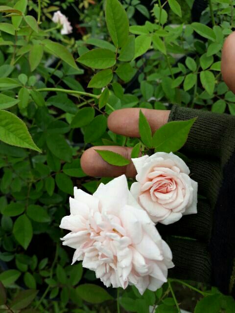 Hoa hồng Đào cổ giâm cành có bầu đất