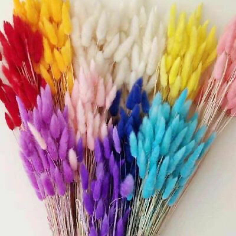 1 bó 50-60 bông cỏ đuôi thỏ, cỏ lau Mỹ, Hoa khô decor chụp ảnh, trang trí bình gốm sứ, lọ thủy tinh