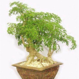 Đinh Lăng Nếp Lá Nhỏ, đinh lăng nếp
