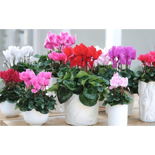 CHẬU HOA ANH THẢO SIÊU ĐẸP ,ĐỦ MÀU HOA