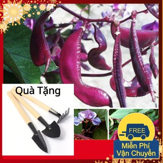 Hạt Giống Đậu Ván Tím Tặng Bộ Dụng Cụ Mini Trồng Cây Tặng Bộ Dụng Cụ Mini Trồng Cây