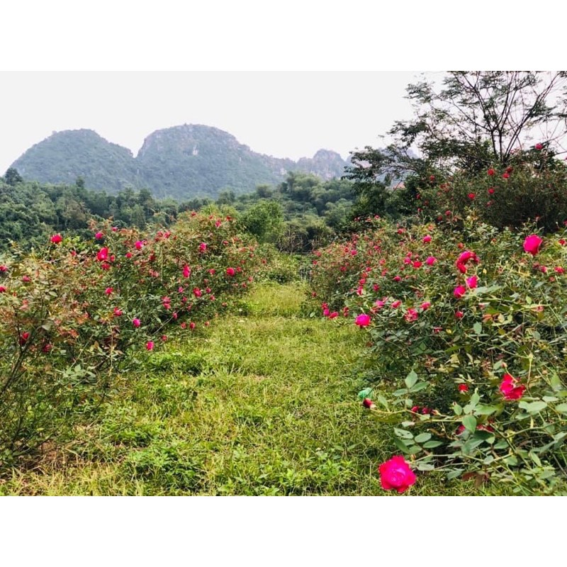 Xịt khoáng - Nước cất hoa hồng  KAROSE toner - NXS 16/04/21 HSD 6 tháng | BigBuy360 - bigbuy360.vn