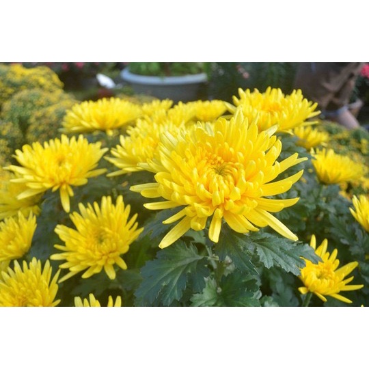 Phân bón Siêu Lân Hũ 1kg. Ra rễ cực mạnh, Bật mầm chồi. Thúc ủ mầm hoa. Rau màu, hoa, cây cảnh