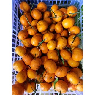 1kg Quýt thái xả kho