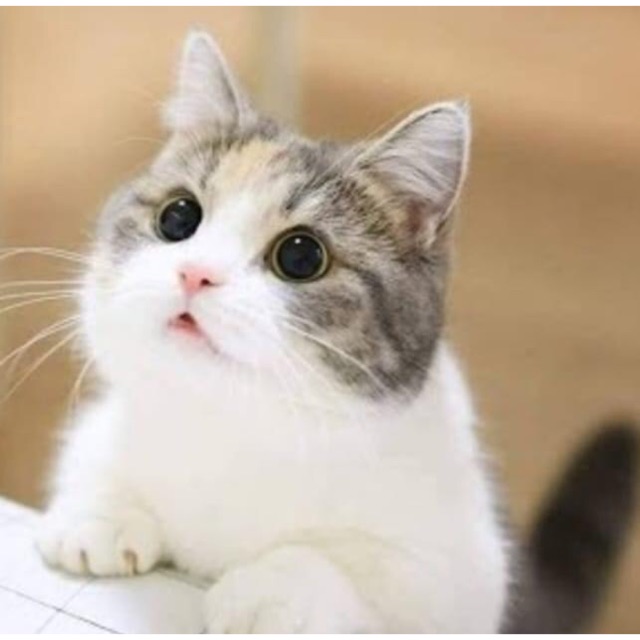 Phụ Kiện Chó Mè0