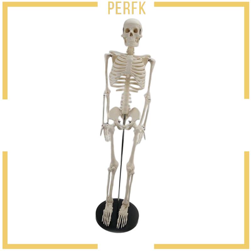 Mô Hình Bộ Xương 85cm Dùng Dạy Học