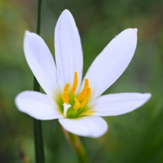1Củ hoa hệ mưa màu trắng