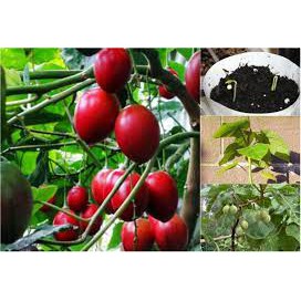 Hạt Giống Cà Chua Thân Gỗ Tamarillo Đỏ siêu quả dễ trồng