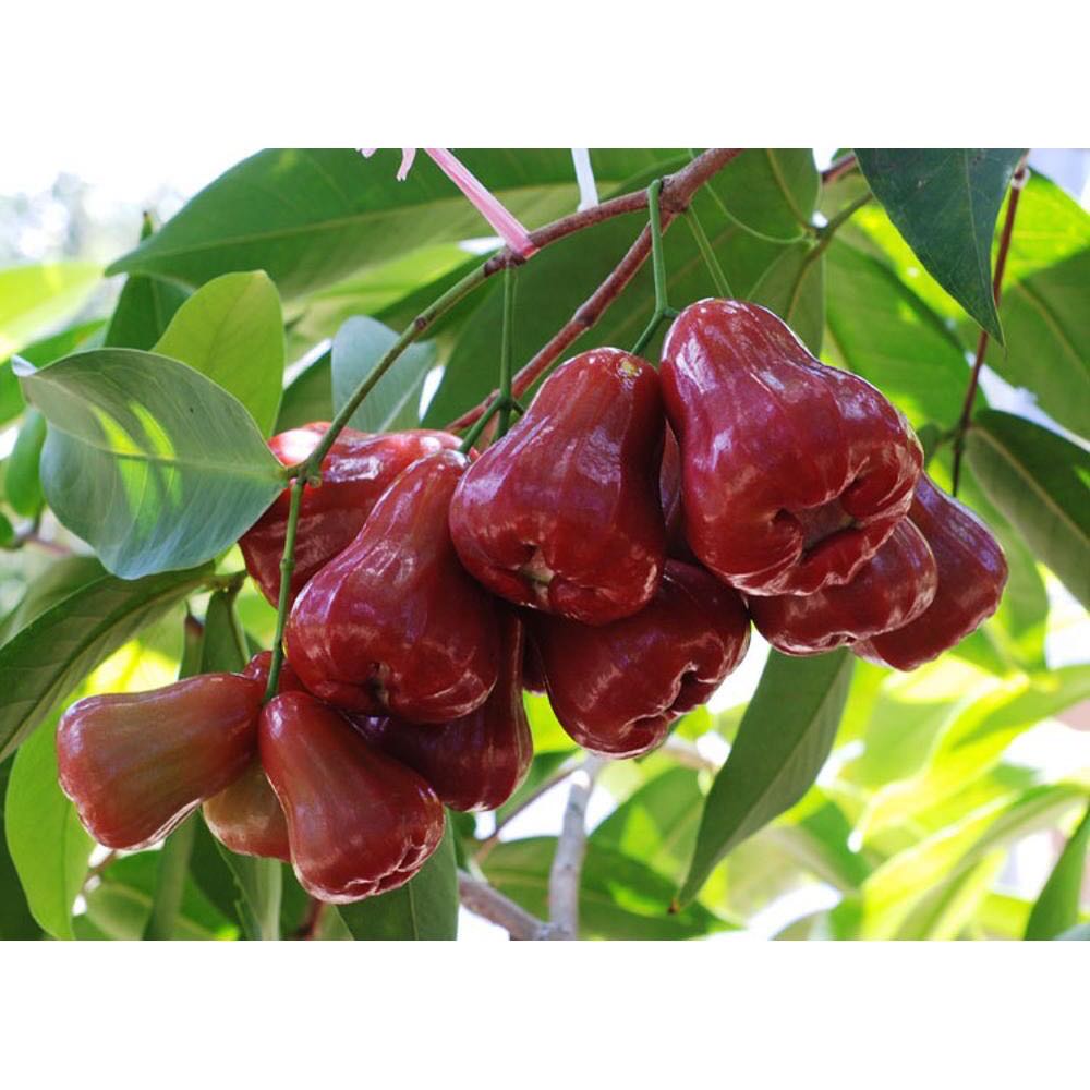 Cây roi đỏ an phuoc