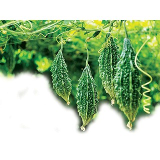 hạt giống khổ qua rừng siêu dể trồng