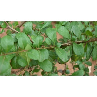 Cây găng nếp làm thạch (cây găng gai )- cây giống