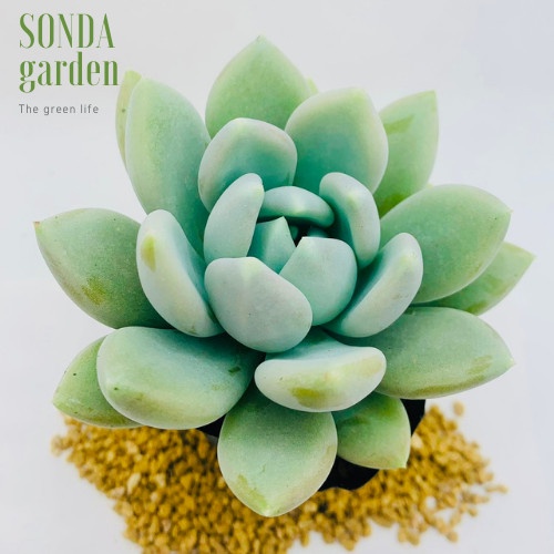 Sen đá sỏi xanh SONDA GARDEN size bé 5-8cm, xuất xứ Đà Lạt, khoẻ đẹp, lỗi 1 đổi 1