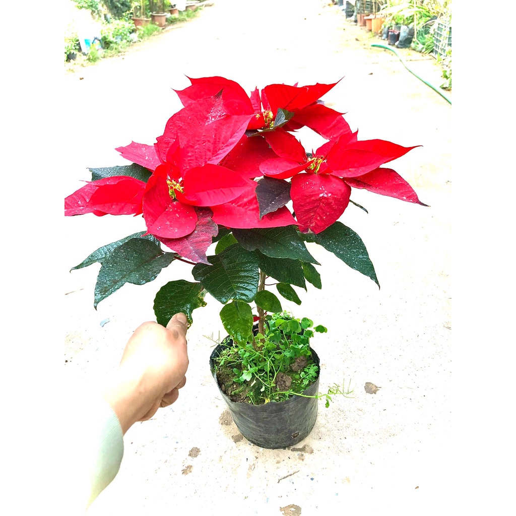 Cây trạng nguyên đang hoa cao 60 cm