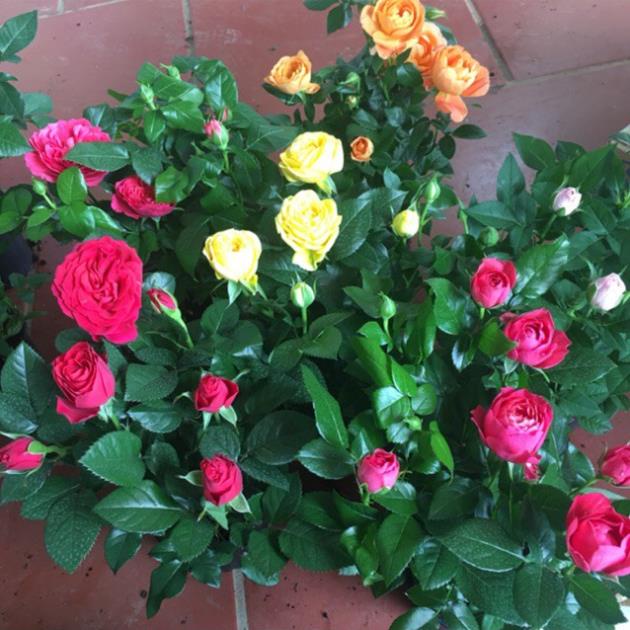 Gói 20 hạt Hoa hồng siêu nụ hoa - hoa đẹp ĐẾN MÙA TRỒNG TẾT