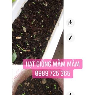 Hạt giống hoa cúc thân gỗ 50k/500 hạt