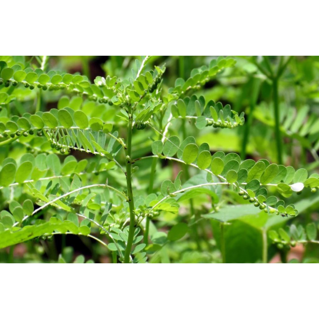 Cây giống Hạ Diệp Châu ( cây chó đẻ răng cưa)