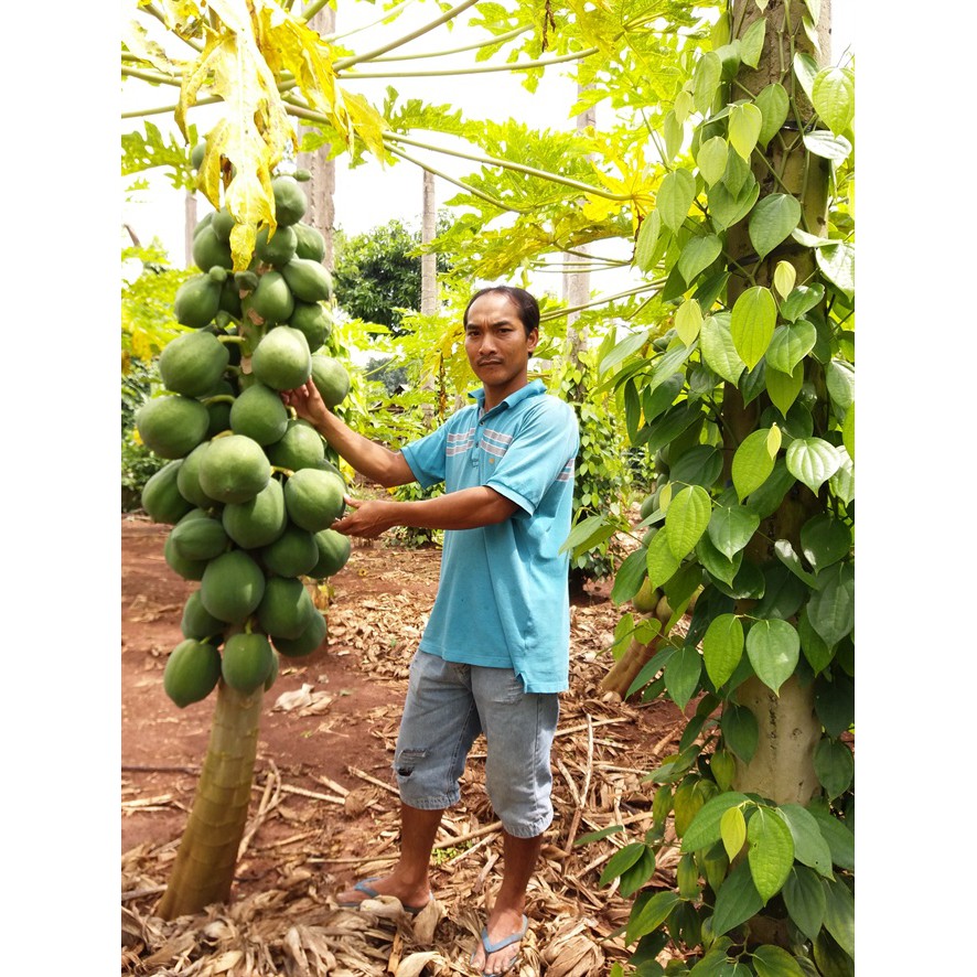 HẠT ĐU ĐỦ SIÊU LÙN RUỘT VÀNG F1 SINTA - GÓI 10 HẠT