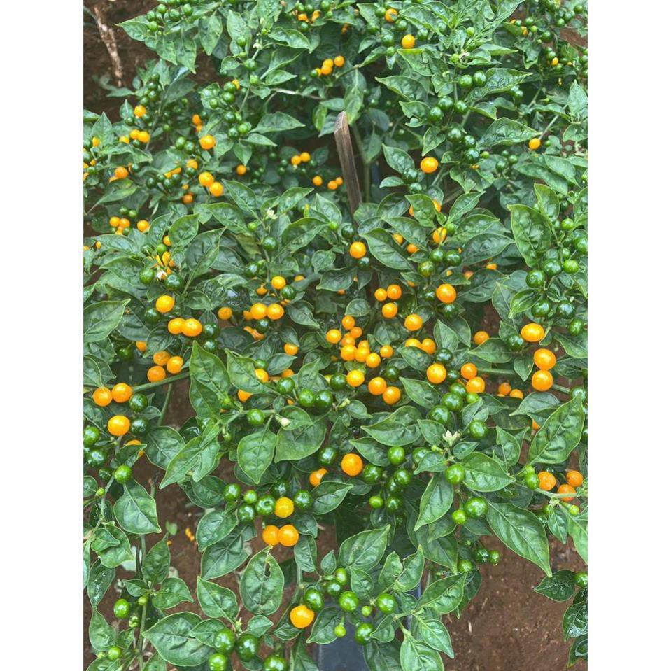 Mua Gói 03 Hạt Giống Ớt Mắc Nhất Thế Giới Aji Charapita 570tr/kg Loại ...