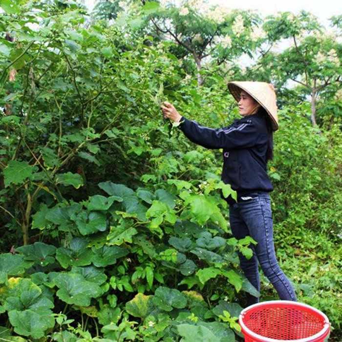 Hạt giống cà đắng đồng bào thuần chủng KNS117 - 1 gói 20 hạt