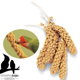 5OOG KÊ CHÙM GÒ CÔNG CHO VẸT & THÚ CƯNG.