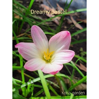 Củ hoa huệ mưa (tóc tiên) Dreamy Pastel màu trắng hồng ngoại nhập