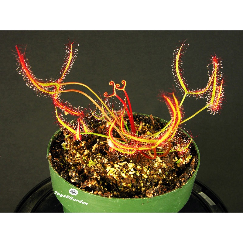 Cây Ăn Thịt Côn Trùng, Cây Băt Mồi, Bẩy Kẹp, Hố Bẩy, Nắp Ắm Nepenthes , Gọng Vó, Bông Hoa Ăn Thịt, Cây Bắt Muỗi,Bắt Ruồi