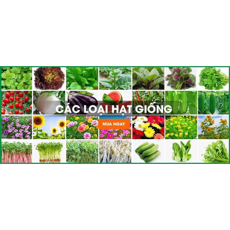 Hạt giống các loại rau củ - quả [ Tỷ lệ nẩy mầm cao ]